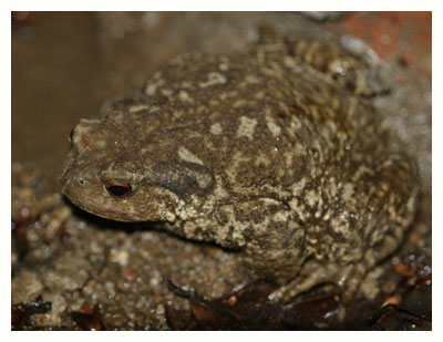 Natterjack toad - Bufo Calamita. / 2004, Montagnes Noires, Tarn, France.