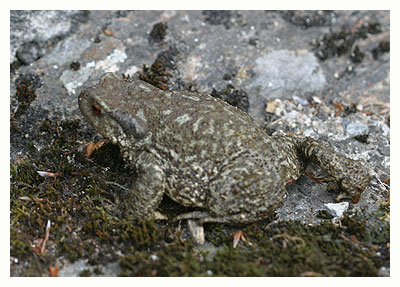 Natterjack toad - Bufo Calamita. / 2004, Montagnes Noires, Tarn, France.