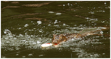 The croc didn't hessitate for more than a second - and took the lure!