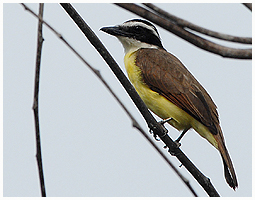 Not much time to catch the wildlife with the camera - but this Kiskadee had patience enough,