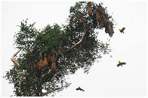 An Oropendola colony in a tall tree. The nests are almost a meter long.