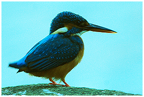 The common kingfisher is alo present here!
