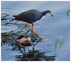 White-breasted waterhen - this is from Kandy lake, where it walks the thread-inforced bank protection.