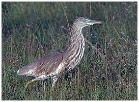 The indian pond heron. Striped in the coat, while chasing - but bright white wings, when it takes off.