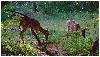 Spotted axis deer - common in most national parks - and favorite prey for the leopard. Endemic to Sri Lanka.
