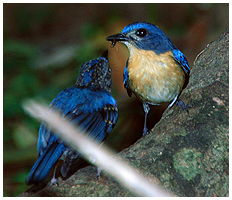 Tickell's Blue flycatcher feeding a young.