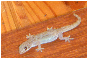 Geckoes are everywhere in buildings - I never got round to make out distinctive species.