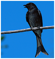White-bellied drongo - this one not so white-bellied!