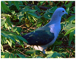 I only saw this  Green Imperial Pigeon once, even though the species is quite common.