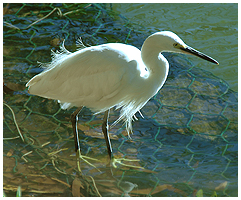 Little egret is a very common bird - here in Kandy lake - displaying the yellow feet, that are used for luring fish!