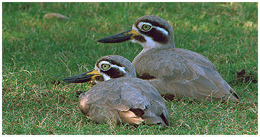 The Great Thick-knee is a rather remarkable bird.