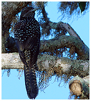 Female Asian Koel can be seen "crawling" through the branches of bushes and trees - almost resembling a squirrel or something like that.