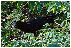 The male Asian Koel is entirely black, with the red eye and a light beak.