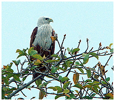 The Brahminy Kite is fairly common - but difficult to to get close for  a prime shot!