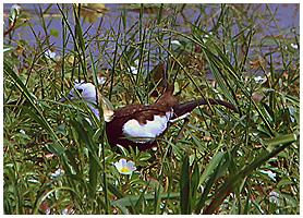 The Pheasant-tailed Jacana.