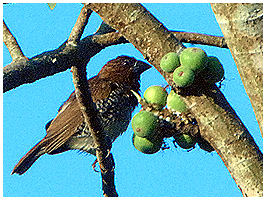 Scaley-brested Munia in the fig-tree.