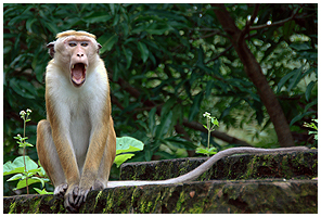 Red-faced monkey - an endemic macaque to Sri Lanka. This was from Polannaruwa.