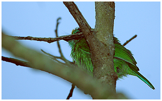 Well hidden at the other side of a tree - the Yellow-fronted Barbet.
