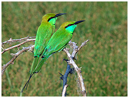 Little -Green Bee-eater was seen on every safari.