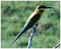 Blue-tailed Bee-eater - the fourth species of bee-eaters, we saw.