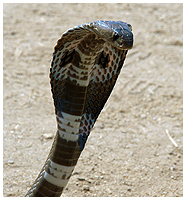 No, we didn't come across any wild cobras. This one have had it's fangs removeded and was actually quite friendly.
