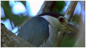This Black-crowned Night-heron was hard to catch with the camera, as it fled into the thik bushes.