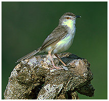 Common tailorbird.