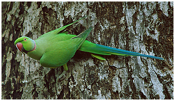 The rose-ringed Parakeet - one of the many species in the Alexandrine Parakeet family.
