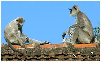 The Sri Lankan subsp. of the grey langur - also called Blackfaced monkey.
