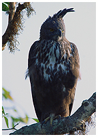 Crested Hawk-eagle.