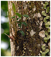 Dendrobium plant on the rubber tree - planted illegally in the edge of the rainforrest - nobody looks - nobody cares!