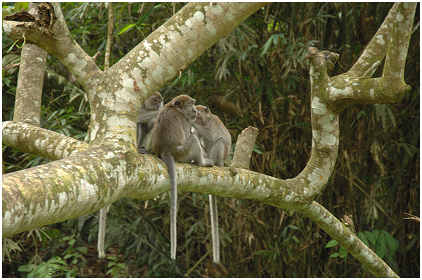 Long-tailed macaque - present everywhere here - and often a nuissence!