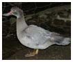 Muscovy duck - Cairina moschata - young female. / Montagnes Noires, France