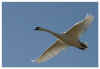 Mute swan - Cygnus olor. /Zealand, Denmark 2004