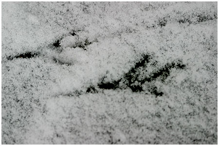 Tracks in the newly fallen snow - from a blackbird. / Copenhagen, Denmark
