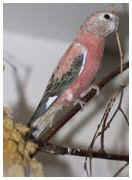 Rose variation of Bourkes parrot - Neopsephotus bourkii. / Copenhagen, Denmark