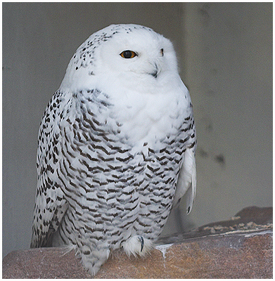 Snowy owl - Nyctea scandiaca. / Copenhagen Zoo, Denmark