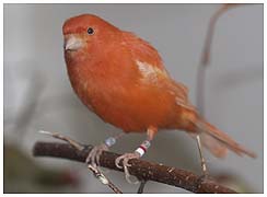 Red canary male. / Copenhagen, Denmark