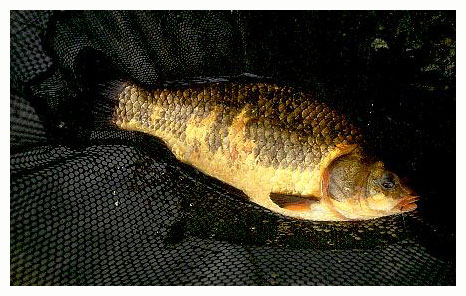 A rather rare specimen in the wild. Halfway "returned" to the natural colors of the giebel carp.