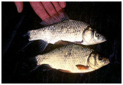 Above a giebel and below the crucian carp, demonstrating the differences betwen the tho species.