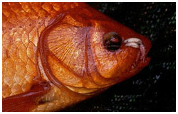 Male goldfish are recognizable by the tiny tubercules during the spawning season..