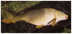 Two-Tone common carp from a small danish canal.