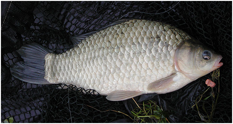 This fish were caught on a "beanie" in the french river Moselle.