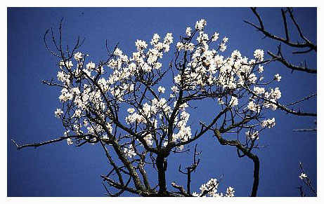 Almond flowers. / Aude, France