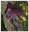 Auricularia_auricula-judae_.jpg (61507 bytes)