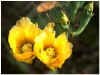 Fig-cactus-India95-2b-48.jpg (26602 bytes)
