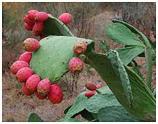 Cactus figs - Opuntia ficusindica. / Extremadura, Spain