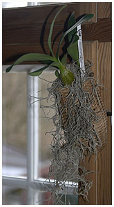 The Tillandsia usneoides is here used for decoration for a small basket with a Dendrobium orchid. / Copenhagen, Denmark 2005