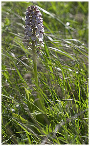 Orchis purpurea - Lady orchid. / Mn, Denmark 2004