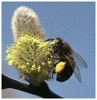 Honeybee - Apis melifera. / Zealand, Denmark